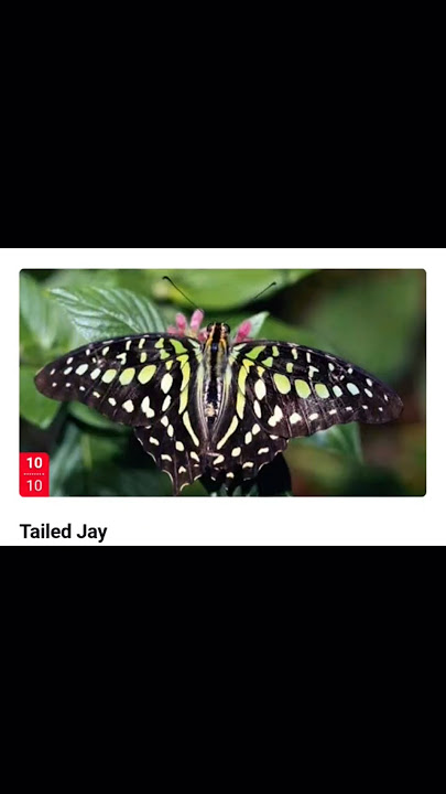 9 breathtaking butterfly species of India