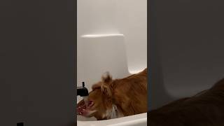 Relaxing bath 😅 ☺️ #puppy #doglover #petowner #funny #bathtub #bathtime #dogbath #dogbathing