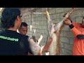 Pemuda Ambulu X PRM Bedengan Dorong Green Idul Adha 1446H