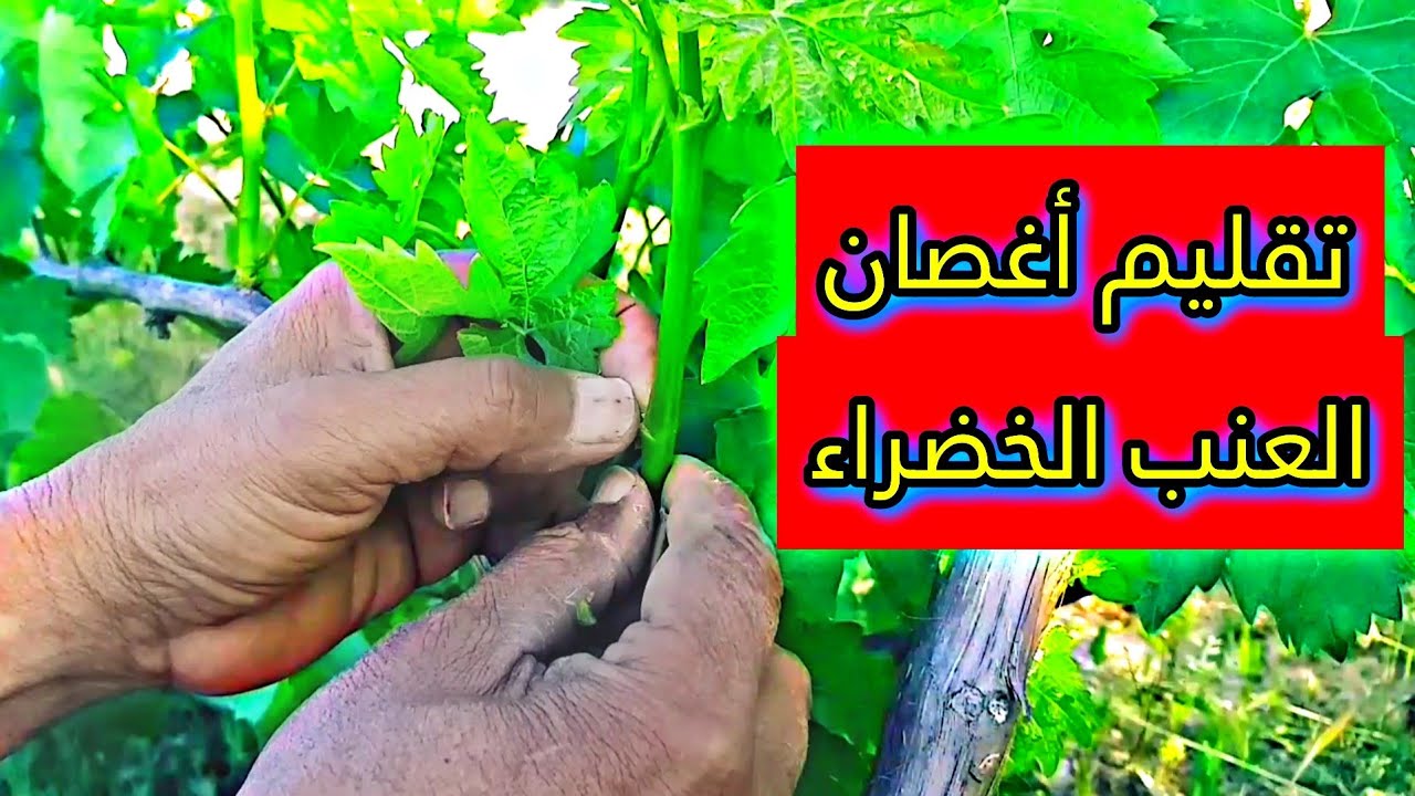التقليم الربيعي لأشجار العنب 🍁🍇
