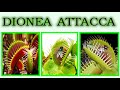 Venus fly trap , Come attacca una pianta carnivora, dionea muscipula o Venus, video viral