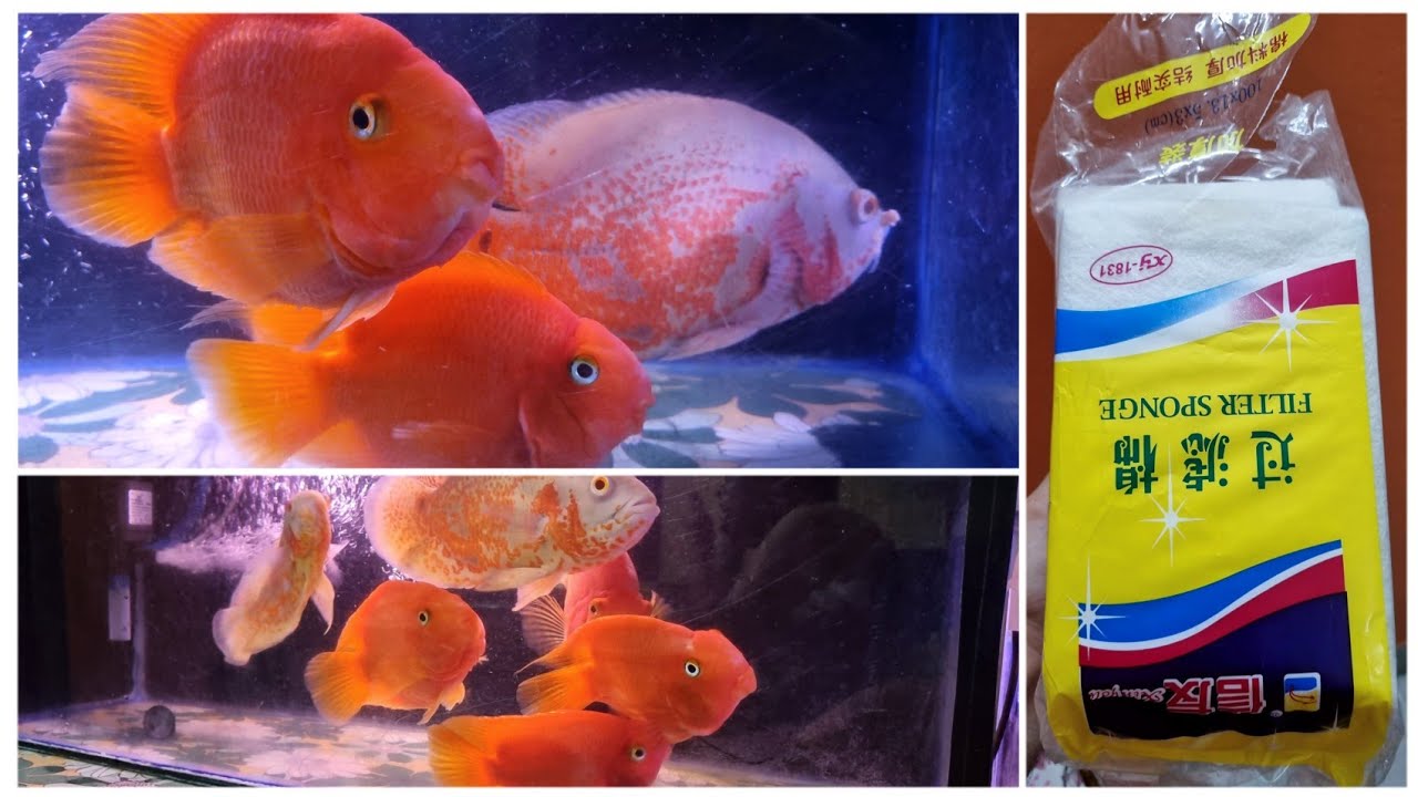 How to Clean Top Filter Oscar Tank Parrot Tank aquarium parrot 
