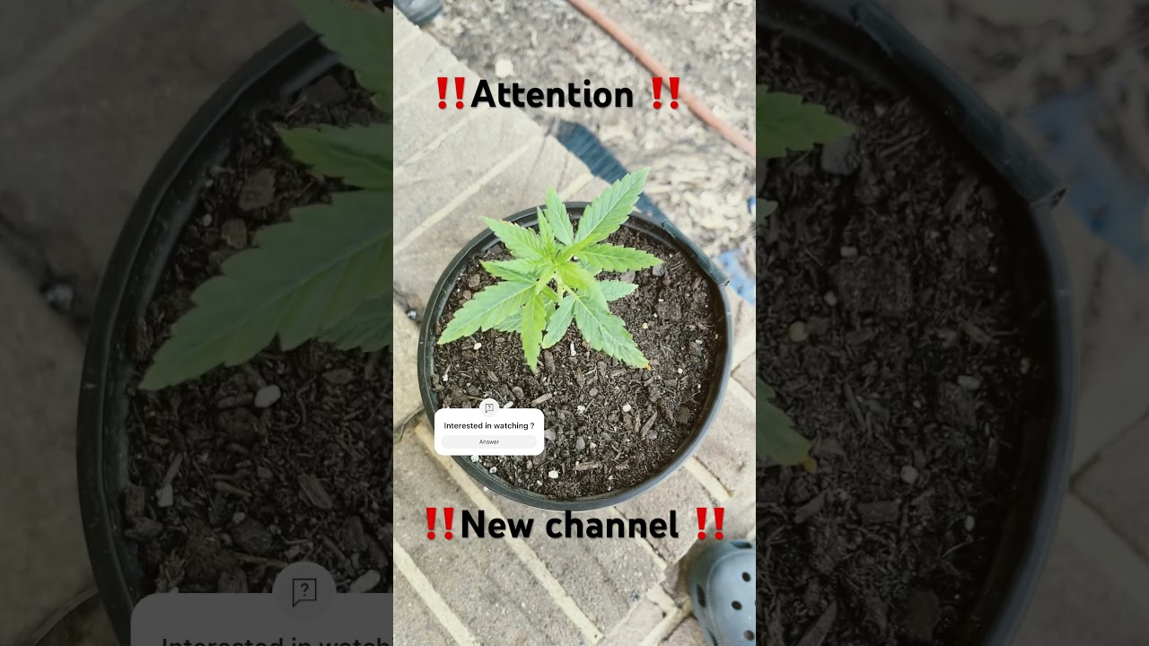 New cannabis channel were I try to grow at  the most coast efficient way 
