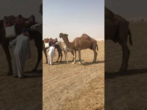 فحل باتلي احمر ولد الباتل الهرش