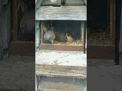 حمامة تدخل عش نسر