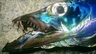 陸式アンチョビミサイルJr.でタチウオがガッツガツbyナカジー