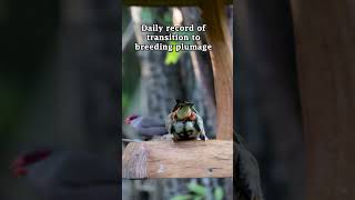 #shorts #bishops 30 April 2026 #birds #birdvideos #vibrantbirds #birdingparadise #wildlife #nature
