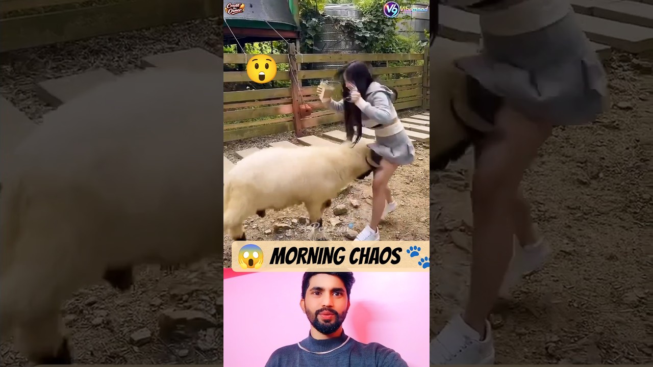 😱 Zero Warning… Total Animal Chaos 😳🐾🔥 | Viral Shorts 