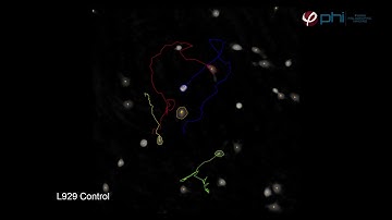Single-cell tracking of L929 cells treated with colcemid | HoloMonitor®