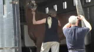Horse abuser jailed for second time