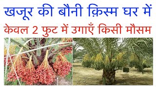 Bonsai Date Palm Variety Of Israel, Khajur Farming In India