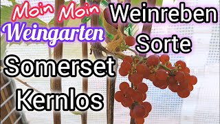 Weinrebe Somerset Kernlos