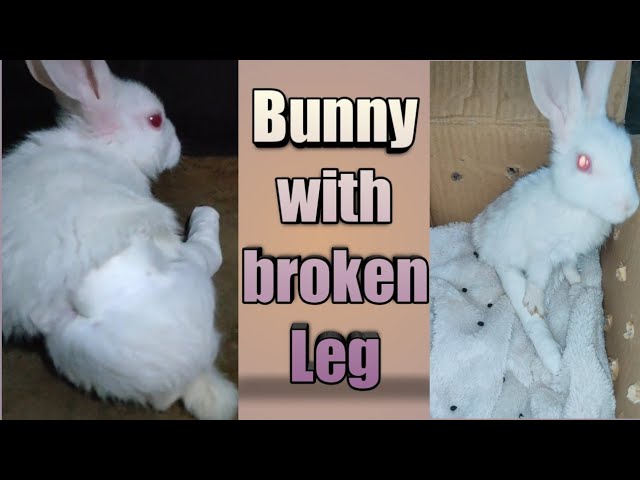 Bunny With Broken Leg How To Take Care Of A Bunny At Home With Injured Leg Youtube