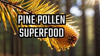 Pine Pollen The Superfood Powerhouse