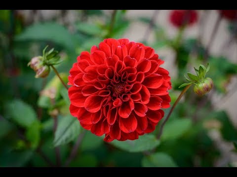 Video Kỹ thuật trồng và chăm sóc hoa thược dược trong chậu - youtube