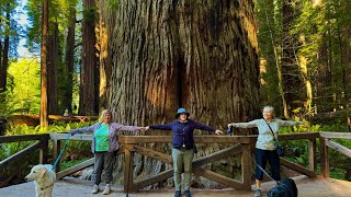 Stout Grove Trail Jedediah Smith Redwoods State Park