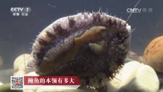 20161027 科技苑  鲍鱼的本领有多大