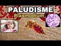 Tout savoir sur le paludisme  malaria  plasmodium cycle diagnostic traitement