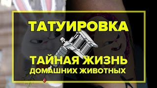 Тату тайная жизнь домашних животных Заяц снежок тату Тату тайная жизнь домашних животных Заяц снежок тату