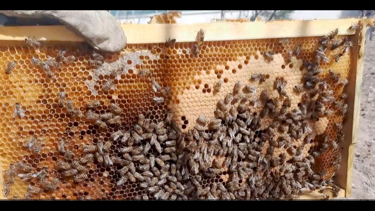 Arılara Erken Bahar Bakımı, Şerbet ve  Kek Verme