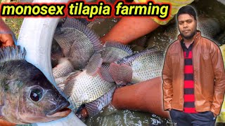 monosex tilapia fish farming small pond in india | talapiya fish culture business plan fishinfo