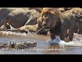 Full Video of 19 Lions Hunting Waterbuck Vs Crocodile in Battle at Kruger Park.