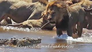 Lion Pride Vs Crocodile Vs Antelope in Battle at Kruger Park Full Video.