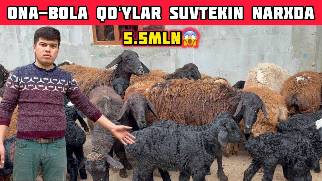 Ona-Bola Qoʻylar 5,5mlndan Juda Arzon,Narxlar Suvtekin 