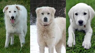 Akbash dog | Funny and Cute dog video compilation in 2022.