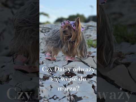 Small dog, big adventure | Daisy discovers Croatia 🐾🌊