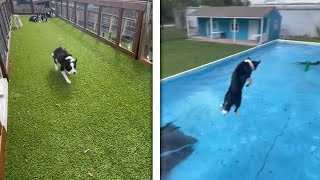 Border Collies Make Impressive 9 Metre Long Dives