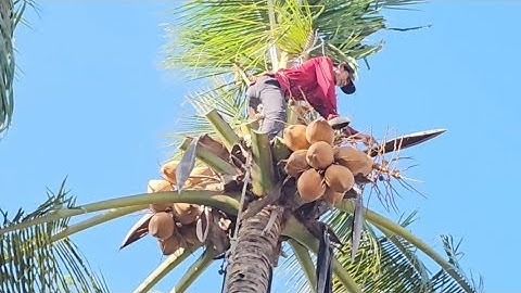 Cưa  cây  dừa  nghiên  vào  nhà  .Ở  gần  chợ  tri  tôn  .Cưa  cây  kỷ thuật cao