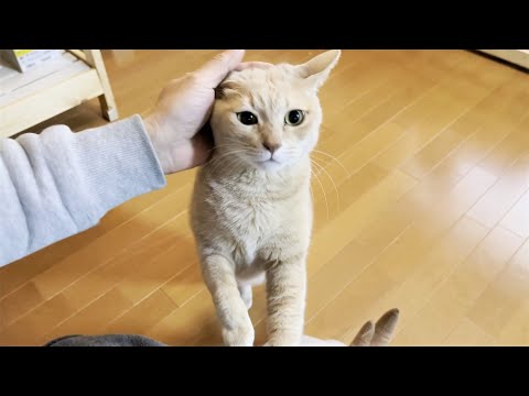 「ごはんちょうだい」と甘えるいじらしい猫