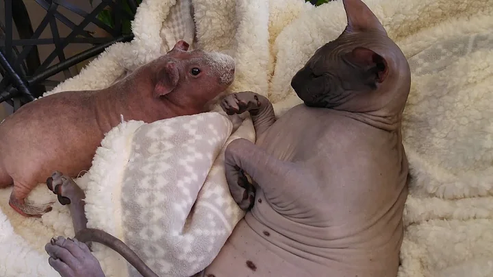 Video 1231941: don sphynx cats family, sphynx cat cute, hairless, kitten