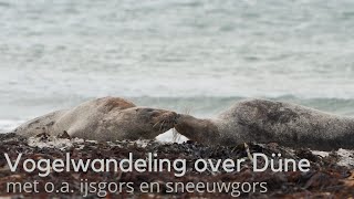 Vogelwandeling over Düne met o.a. ijsgors en sneeuwgors #1655