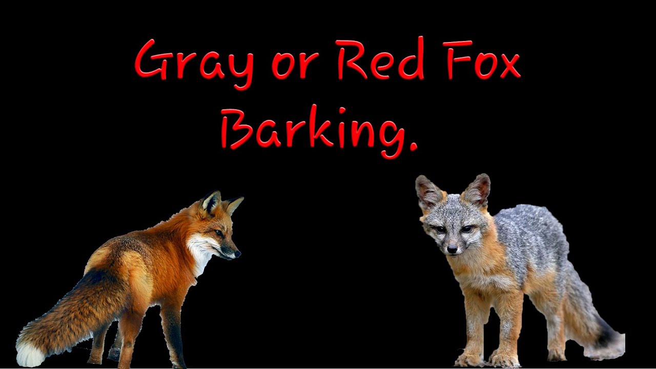 Gray or Red Fox Barking!