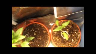 Growing Indoors may 1st to may 15th.