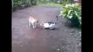 Geng Nero Kucing Kliwon Vs Tutu