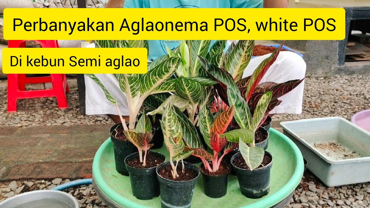 Cara perbanyakan aglaonema POS, white POS di kebun semi aglao#berkebun #plants