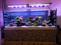 Reef tank with sps corals and angelfish