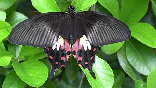 Common mormon / Papilio polytes / 4K Footage
