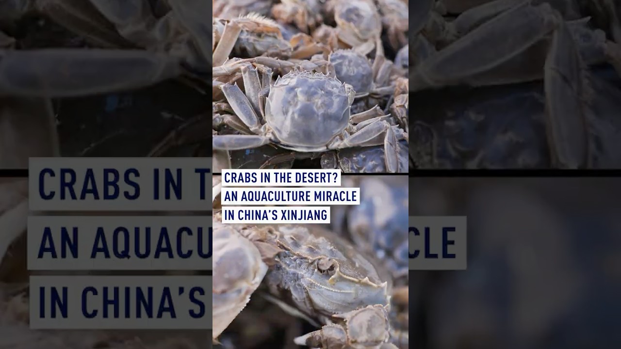 Crabs in the Desert? An Aquaculture Miracle in China’s Xinjiang