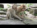 Savana team# baby monkeys#4