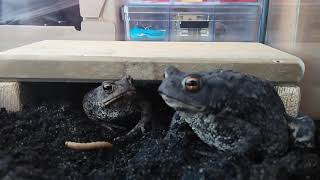 Toad Dispute
