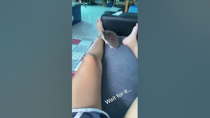if you had a pet hedgehog...
