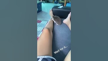 if you had a pet hedgehog...