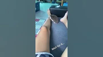 If You Had A Pet Hedgehog 