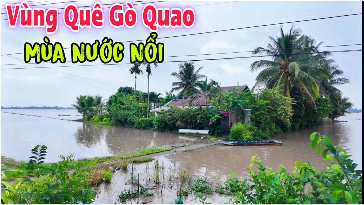 Go Quao Vùng Quê Gò Quao Mùa Nước Nổi - Nước Ngập Hết Những Cánh Đồng | Lâm Ái ...