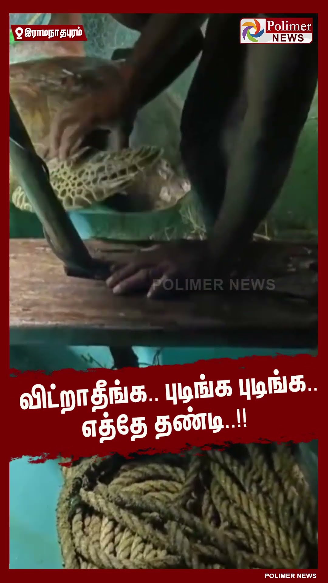 வலையில் சிக்கிய அரிய வகை ஆமையை மீட்ட மீனவர்கள்..!! #shorts | #tortoise