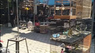 audio suara alam pasar burung , terapi audio pancingan semua jenis burung kicau